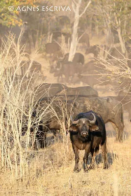 Buffles dans la poussière - Botswana 2007