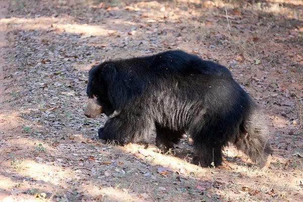 Ours lippu, Bandhavgarh
