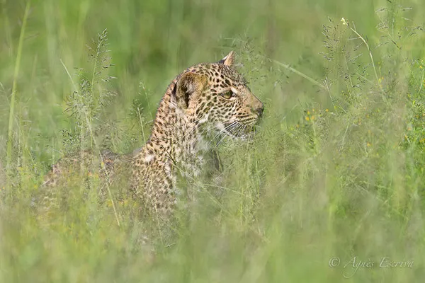 Mara - Kenya décembre 2015