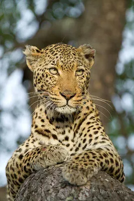 Afrique du Sud - février 2015