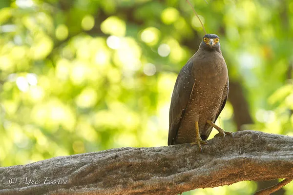 Serpent eagle 2