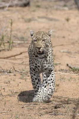 Timbavati - Afrique du Sud - Octobre 2016