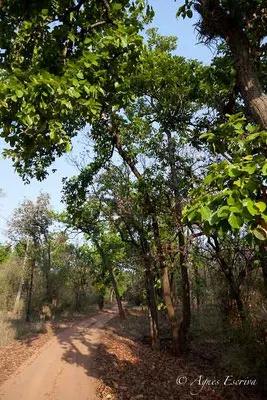 Piste de Bandhavgarh