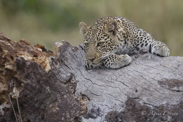 Mara - Kenya été 2016