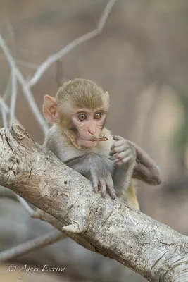 Macaque rhésus