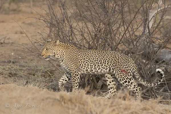 Timbavati - Afrique du Sud - Octobre 2016