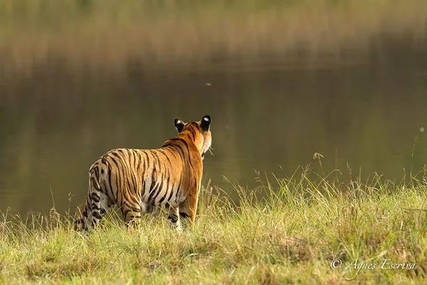 Jeune tigresse, Telia, Tadoba