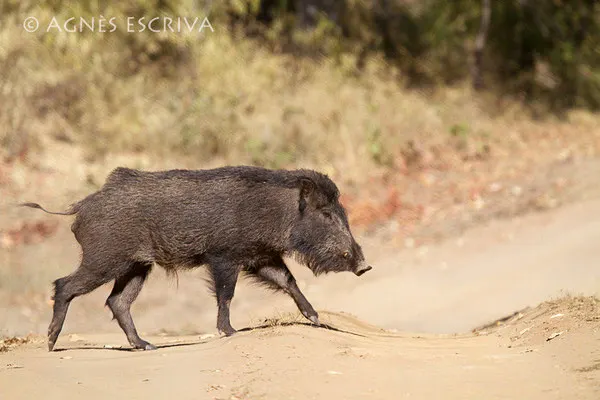 Cochon sauvage