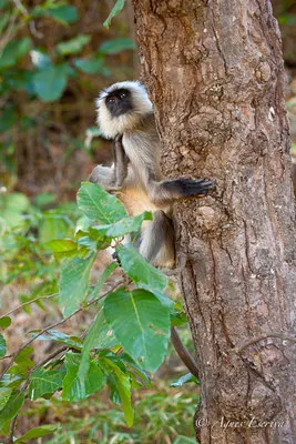 Singe entelle ou langur