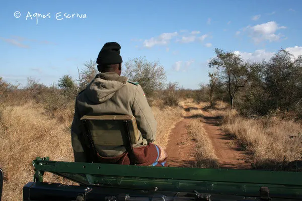 Le pisteur - Timbavati - Afrique du Sud août 2006
