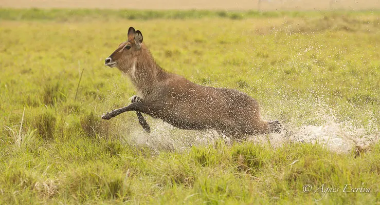Mara - Kenya été 2016