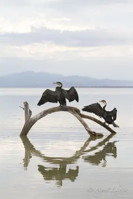 Baringo - Kenya été 2016
