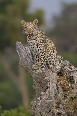 Mara - Kenya été 2016