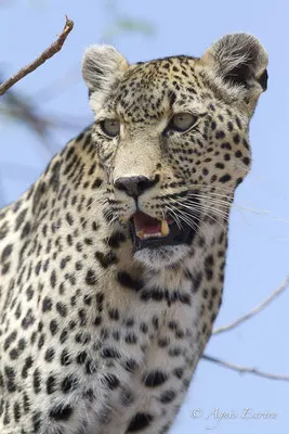 Timbavati - Afrique du Sud - Octobre 2016