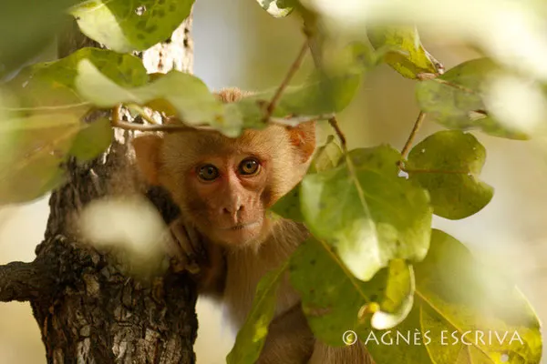 Macaque rhésus
