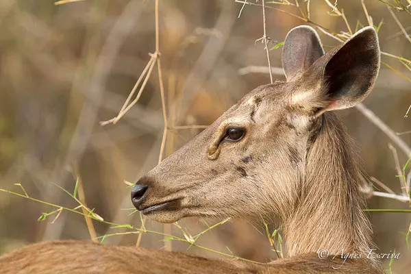 Sambar femelle