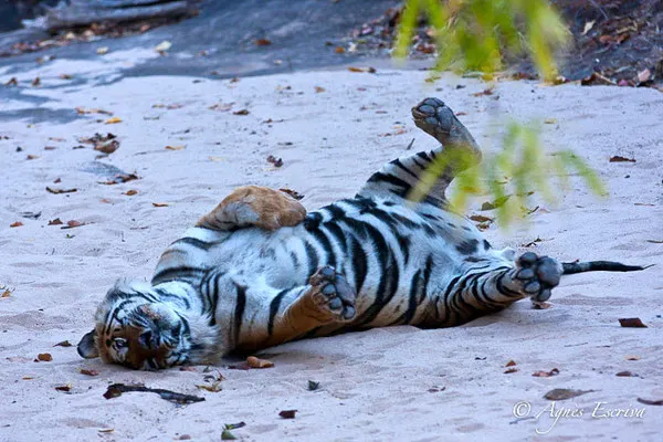 Bamera, le mâle dominant de Tala, Bandhavgarh
