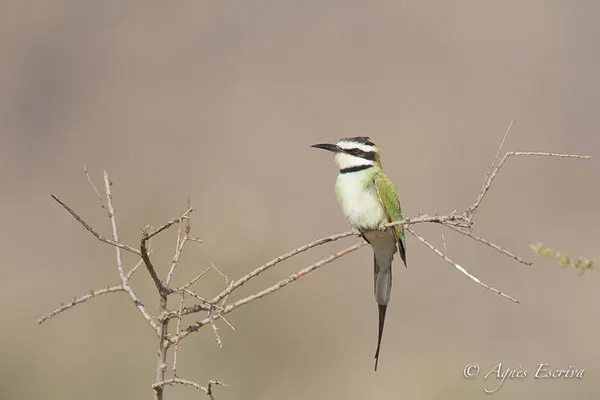 Samburu - Kenya février 2017