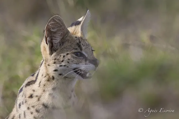 Mara - Kenya février 2017