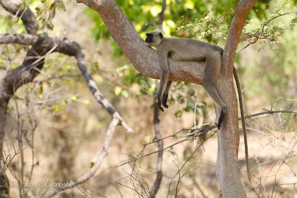 Langur relax