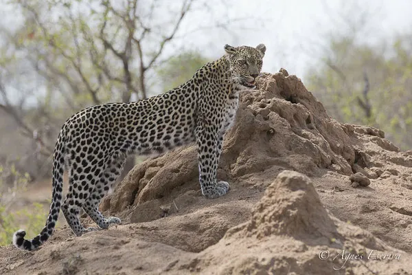 Timbavati - Afrique du Sud - Octobre 2016
