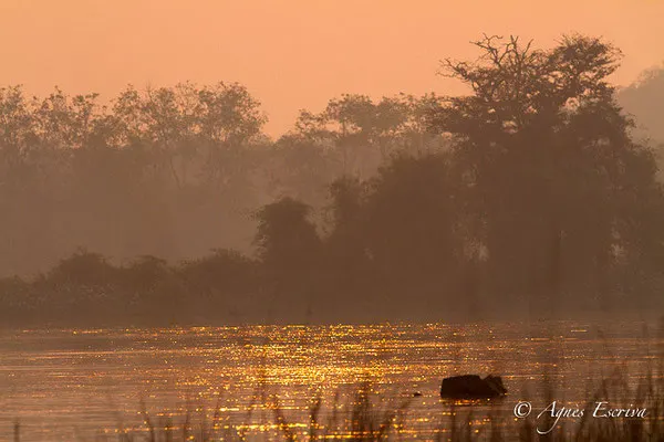 Petit matin à Tadoba-Andhari