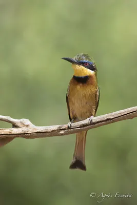 Samburu - Kenya février 2017