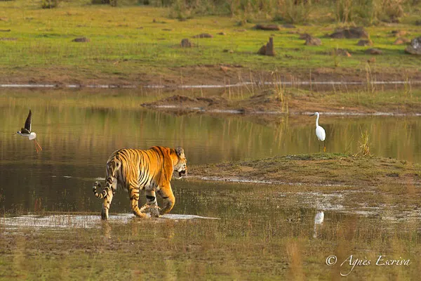 Jeune tigresse, Telia, Tadoba