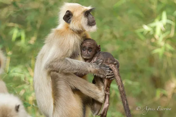 Mère et jeune langur