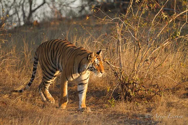 Kankati, tigresse de 6 ans, Bandhavgarh