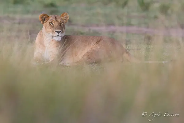 Mara - Kenya été 2017