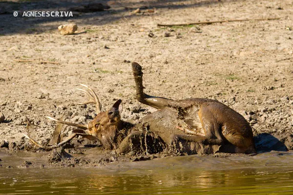 Sambar au bain