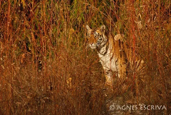 Jeune tigre