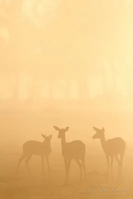 Mara - Kenya décembre 2015