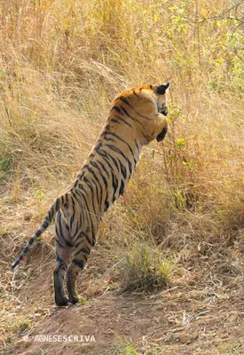 Jeune tigresse de 18 mois, Telia, Tadoba-Andhari, sautant sur sa soeur