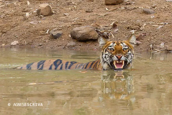 Jeune tigresse au bain, déjà du caractère !