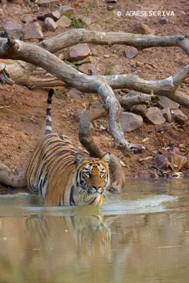 Jeune tigresse rentrant dans l'eau