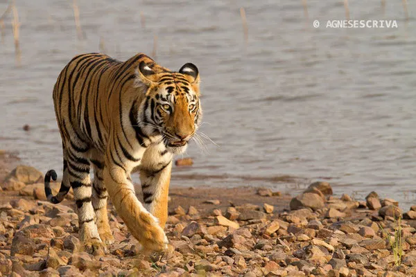 Jeune tigresse, Telia, Tadoba