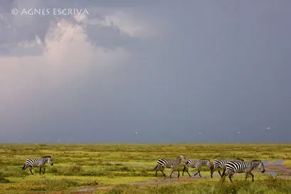 Zèbres après l'orage - Tanzanie 2008