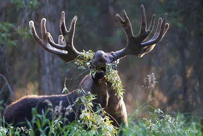 Elan - Orignal - Moose