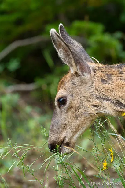 Cerf de Virginie