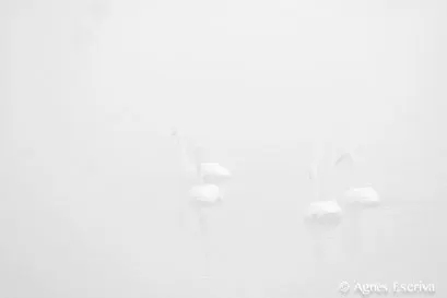 Trumpeter swan
