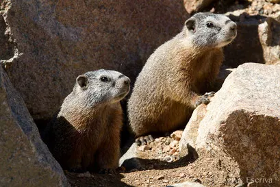 Marmottes à ventre jaune