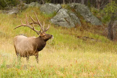 Wapiti mâle