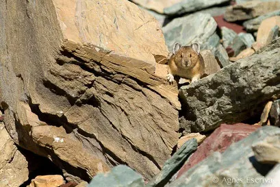 Pika