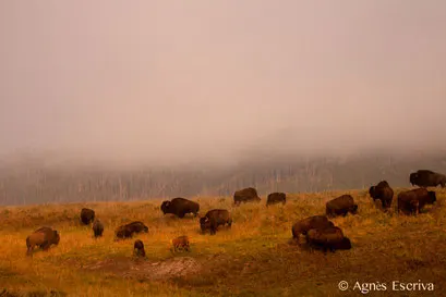 La plaine de bisons