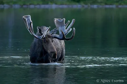 Elan - Orignal - Moose