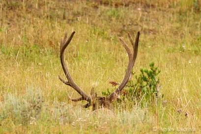 Bois de wapiti mâle