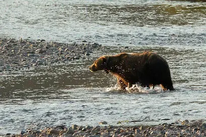 Vieux mâle ours grizzly