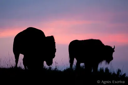Couple de bison au clair de lune
